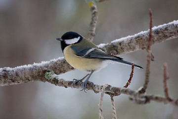 Image showing Great tit