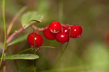 Image showing Lingonberries