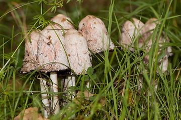 Image showing ink cap