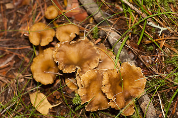 Image showing Chanterelles