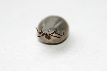 Image showing tick