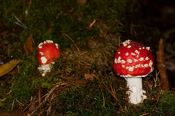 Image showing Fly agaric