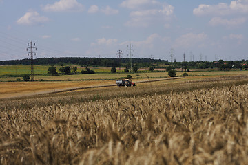 Image showing golden corn field