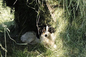 Image showing dog