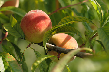 Image showing fresh peaches