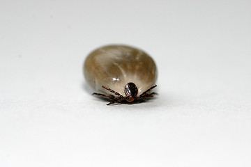 Image showing tick