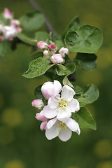 Image showing white apple flower 