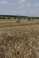 Image showing golden corn field