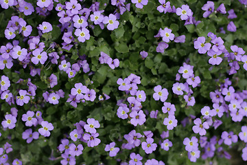 Image showing violet flower background