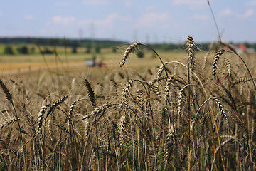 Image showing golden corn field