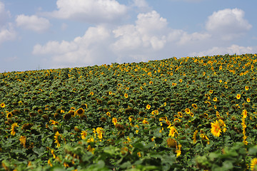 Image showing sunflowers field