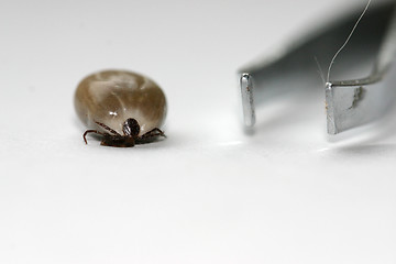 Image showing tick