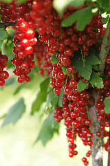 Image showing red currant