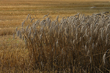 Image showing golden corn field