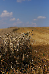 Image showing golden corn field