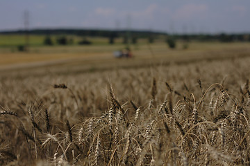 Image showing golden corn field