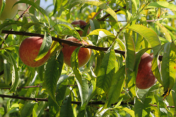 Image showing fresh peaches