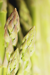 Image showing Asparagus spears macro