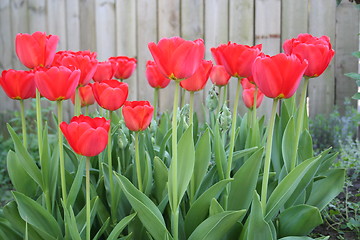 Image showing Red tulips