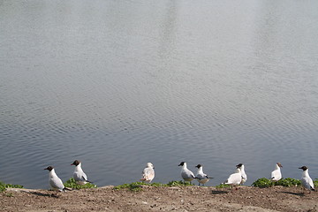 Image showing Seagulls