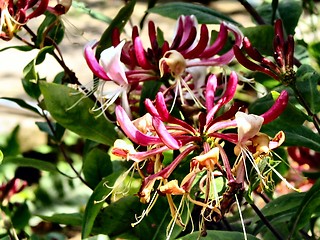 Image showing honeysuckle