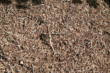 Image showing Ants