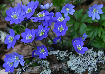 Image showing Liverleaf (Hepatica nobilis)