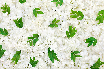 Image showing Guelder rose blossoms and myrtle leaves - background