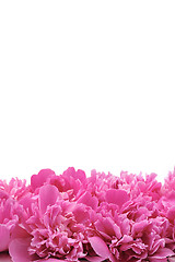 Image showing Peony over white background