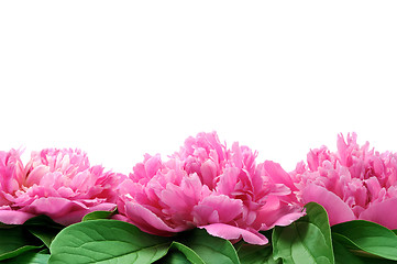 Image showing Peony over white background