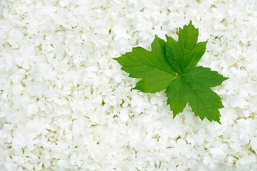 Image showing Guelder rose blossoms and leaves - background