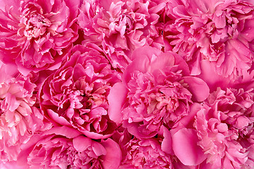 Image showing Peony flower heads - background