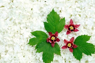 Image showing Guelder rose and columbine  blossoms - background