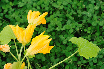 Image showing Squash flower and leaves