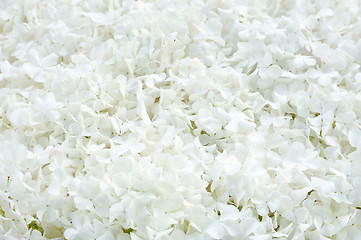 Image showing Guelder rose blossoms - background