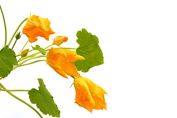 Image showing Squash flower and leaves isolated on white