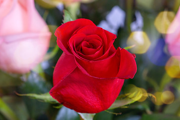 Image showing red roses