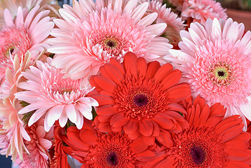 Image showing gerbera flowers