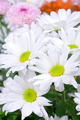 Image showing white chrysanthemums