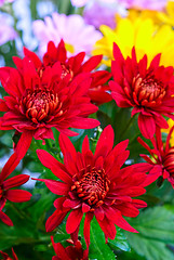 Image showing chrysanthemum