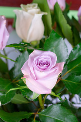 Image showing pink roses