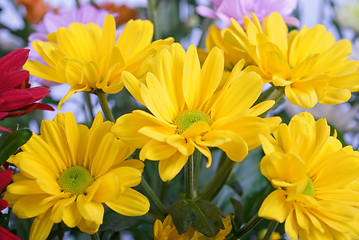 Image showing chrysanthemum