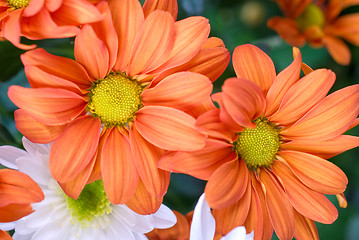 Image showing orange chrysanthemum