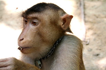 Image showing Monkey eating