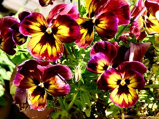 Image showing Pansies