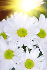 Image showing white chrysanthemums