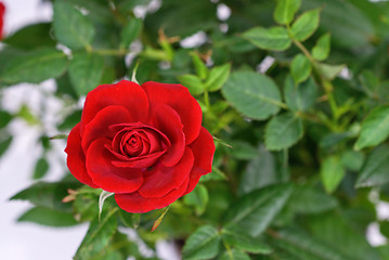 Image showing red rose