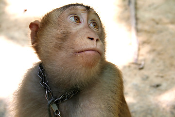 Image showing Monkey eyes