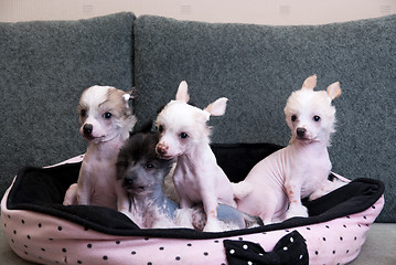 Image showing chinese crested puppy dogs