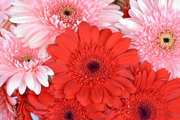 Image showing gerbera flowers